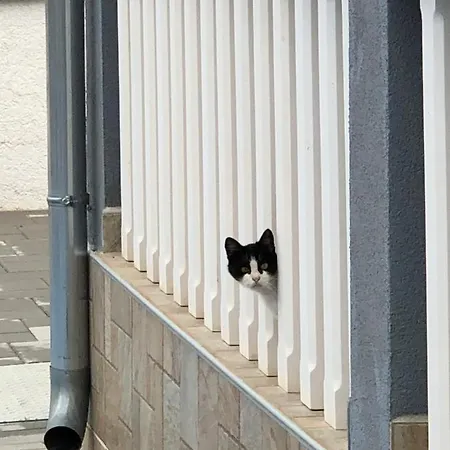 Vakantiehuis Longer Life Stone House Puticanje